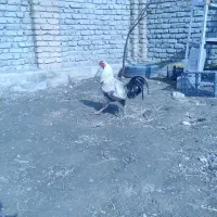 فروش یک عددخروس