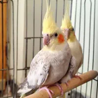 جفت عروس هلندی