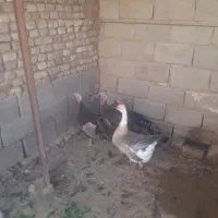 ۲عددبوقلمون ماده