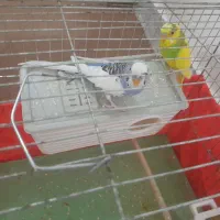 2عدد مرغ عشق