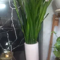 گل سنسوریا