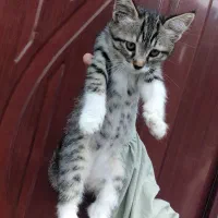 بچه گربه میکس