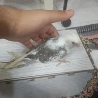 عروس هلندی جوجه|پرنده|رباط‌کریم, مسکن مهر آبشناسان|دیوار