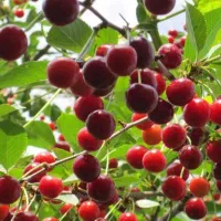 نهالی فروشیم|حراج|میاندوآب, |دیوار