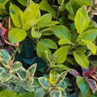 گل سوپر لوکس فیکوس در همه نژاد ببری یاقوتی بلک و..