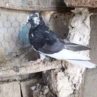 کفتر کاشونی