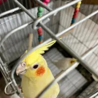 جفت مولد عروس هلندی لوتینو