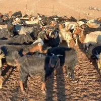 فروش چند راس بز|حیوانات مزرعه|آبدانان, |دیوار