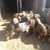 فروش ۱۵ راس بره ماده داشتی کووه
