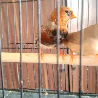 فنچ اورنج برست مولد|پرنده|تهران, سید خندان (جلفا)|دیوار