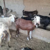 بز کهره دار