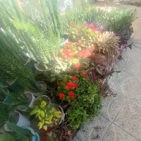 گل طبیعی