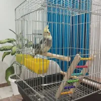 عروس هلندی مولد