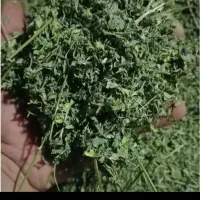 یونجه خرمنکوب