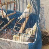 عروس هلندی و ملنگو