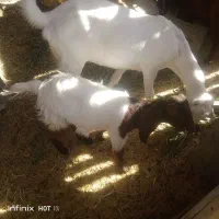 گوسفند|حیوانات مزرعه|دامن, |دیوار