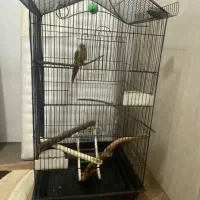 یک عدد قفس طوطی سان