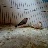 فنچ کینگ ، به شرط ، مولد