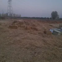 کلش کاه گندم