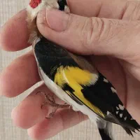 سهره جوجه نر متولد قفس ، بخون