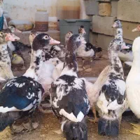 اردک سیکا نر و ماده