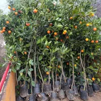 فروش نهال مرکبات باردار و غیرباردار نهال سیاه ریشه|خدمات باغبانی و درختکاری|قائم‌شهر, |دیوار