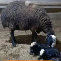 دیشـنری گوسفندbotre بره