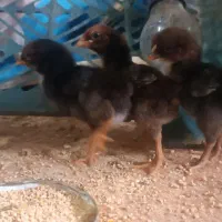 جوجه لاری