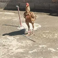 خروس|پرنده|میاندوآب, |دیوار