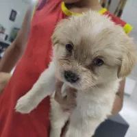 سگ پامر / شینزو|سگ|گلبهار, شهر جدید گلبهار|دیوار