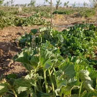 باغ ۱۳۰۰ متری یا دوتا ۶۵۰ متری