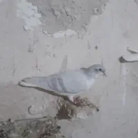 عشق|پرنده|اسفرورین, |دیوار