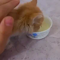 گربه پرشین|گربه|ارومیه, |دیوار