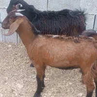 چهار کهره نر چاق چاق|حیوانات مزرعه|برازجان, |دیوار