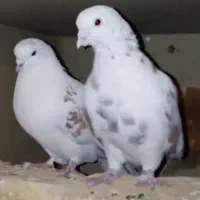 یک جفت پرشی قلمکار عتیقه و یک جفت طوقی خالدار|پرنده|سیرجان, |دیوار