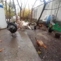 مرغ وخروس|حیوانات مزرعه|جلین, |دیوار