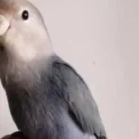 طوطی برزیلی