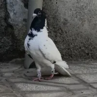 ابلغ پاکستانی