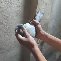 کفتر