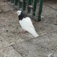فروش کبوتر