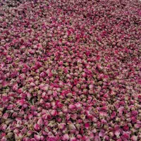 گیاهان دارویی