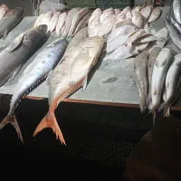 ماهی دریایی