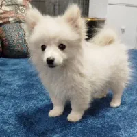 سگ پامر خرسی