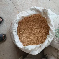 فروش گندم بذری پیشگام و رخشان  و. جو جلگه