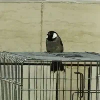 نر مست اواز خون