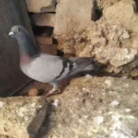 پلاکیا|پرنده|مسجد سلیمان, |دیوار