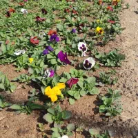 نیازمند نیروی کار دائم مرد برای گلخانه