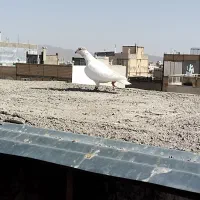 کفتر ارازل|پرنده|تربت‌حیدریه, قائم|دیوار