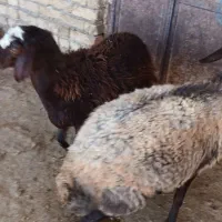 میش|حیوانات مزرعه|شازند, |دیوار