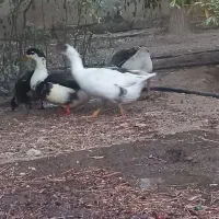 قاز اردک خروس